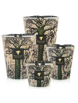 Candles Baobab Sacred Trees Limited Edition Candle Max 10 Max 10 Apoella