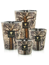 Candles Baobab Sacred Trees Limited Edition Candle Max 16 Max 16 Apoella